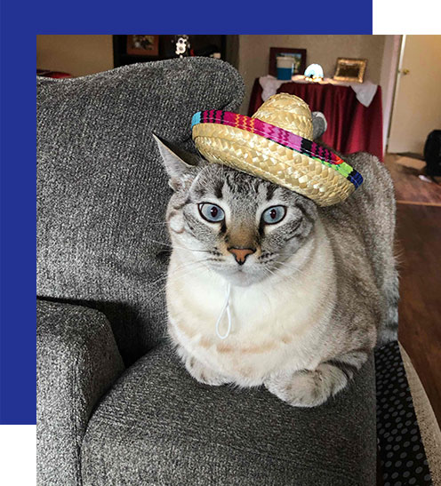 Access-Sciences-Houston's-Best-Places-To-Work-2020-Pawsitive-Pet-Project3 A gray and white cat with blue eyes wears a colorful sombrero while lounging on a couch.