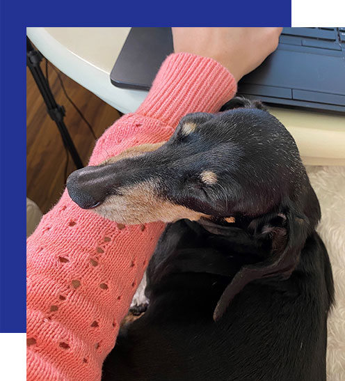 Access-Sciences-Houston's-Best-Places-To-Work-2020-Pawsitive-Pet-Project3 A dachshund rests its head on a person's pink sweater-clad arm as they work.