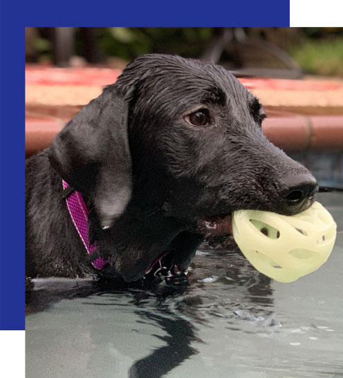 Access-Sciences-Houston's-Best-Places-To-Work-2020-Pawsitive-Pet-Project3 A wet black dog in a purple harness stands in a pool, gripping a yellow ball.
